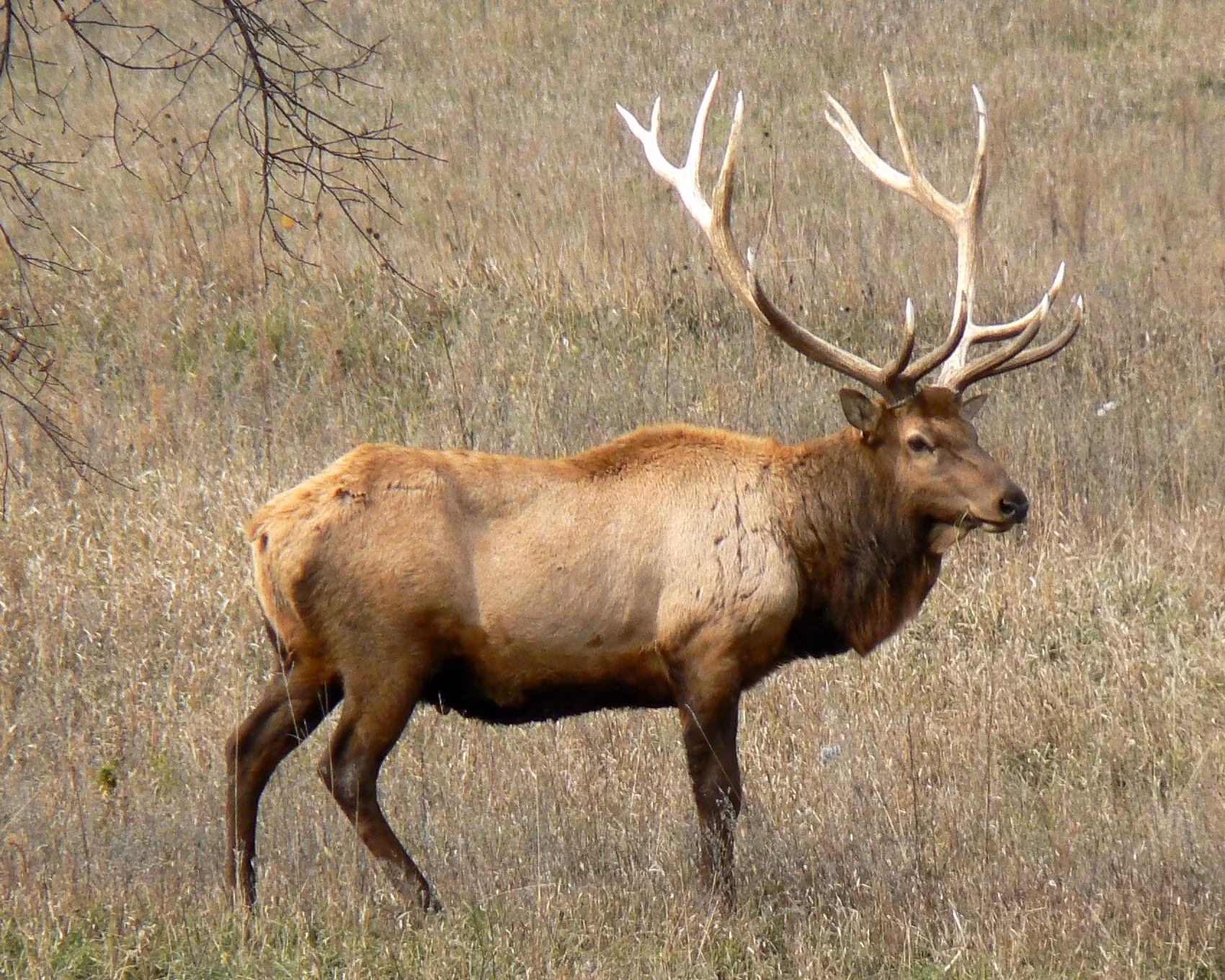 ELK